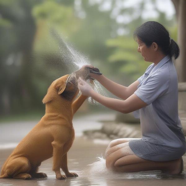 Dog Being Bathed With Sulphur Shampoo