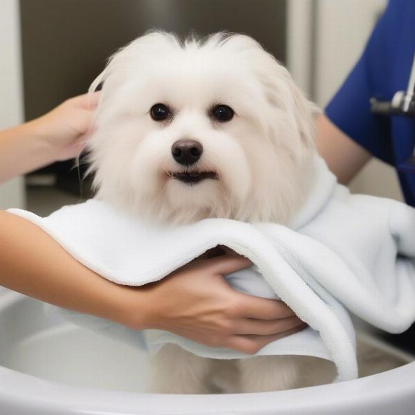 Dog being dried after hydro bath