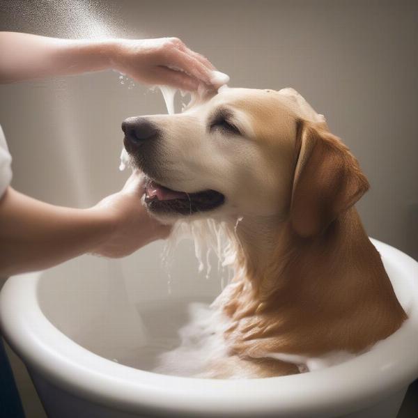 Dog Being Washed with Chris Christensen Shampoo