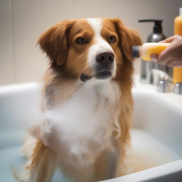 Dog Being Washed with Deshedding Shampoo