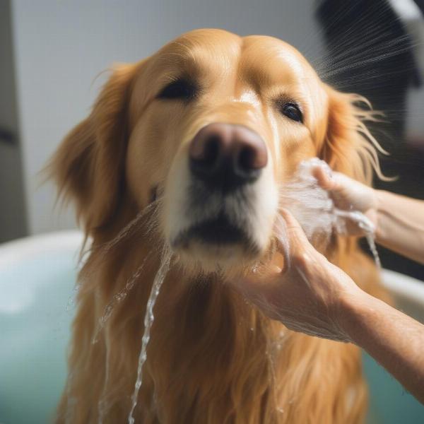 Dog being washed with flea shampoo