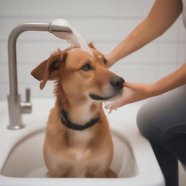 Dog Being Washed with Scentsy Shampoo