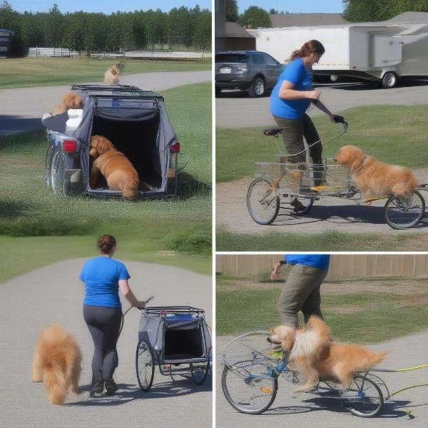 Training a dog to use a bike trailer