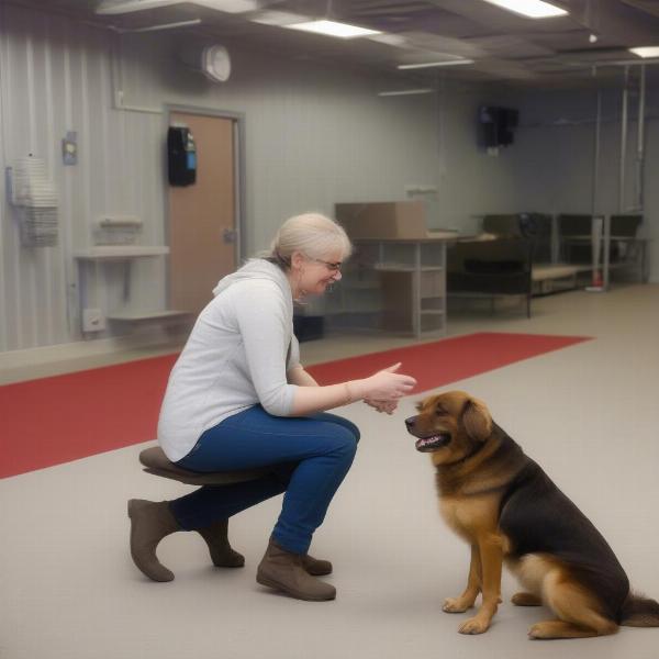 Dog Boarding in Appleton: Meeting the Staff