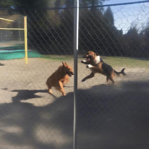 Dog playtime at a Burnaby boarding facility