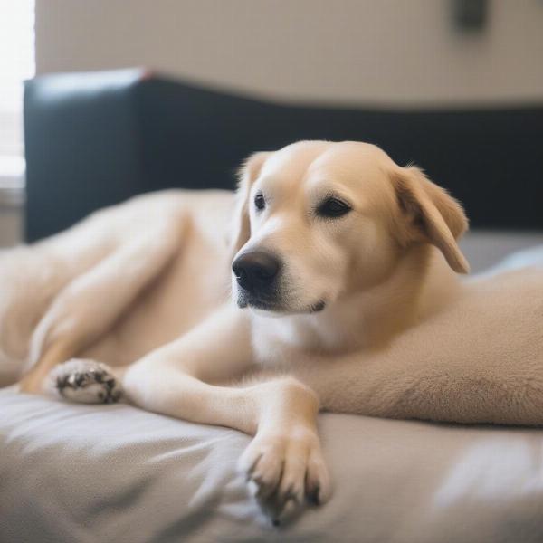 Comfortable dog resting at a dog boarding facility