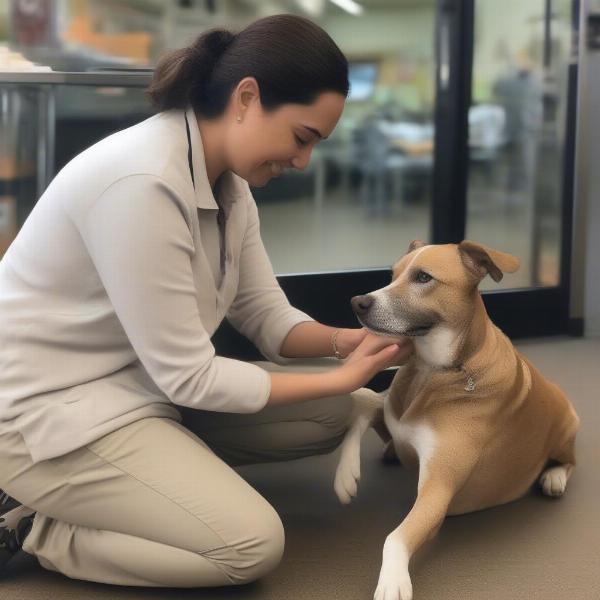 Staff member interacting with a dog at a Huntersville, NC, boarding facility