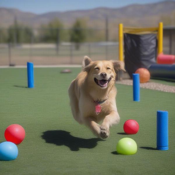 Enrichment Activities at a Dog Boarding Facility in Pocatello