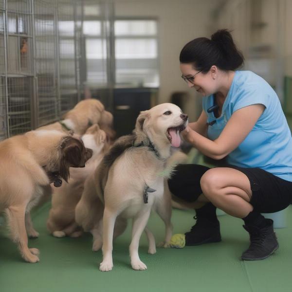 Caring staff interacting with dogs