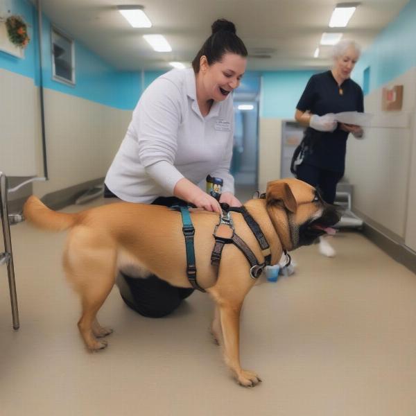 Dog Boarding in Tracy, CA for Dogs with Special Needs