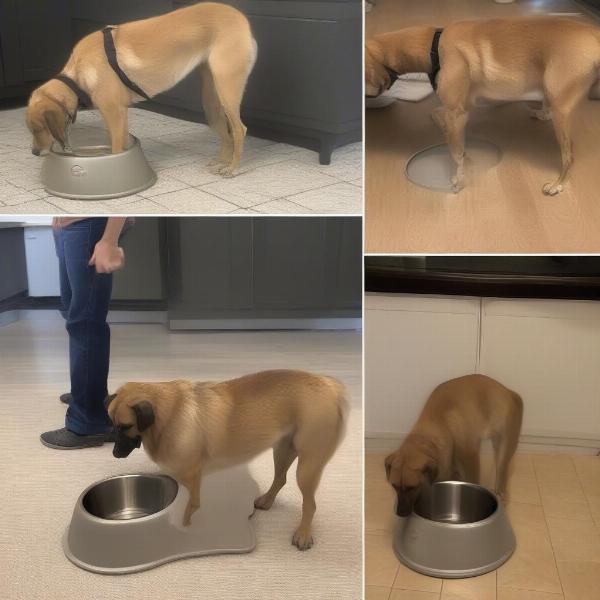 Dog bowl stand vs regular bowl