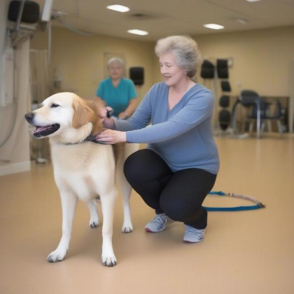 Dog undergoing physical therapy