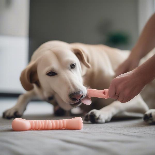 Dog Chewing Benebone Safely Under Supervision