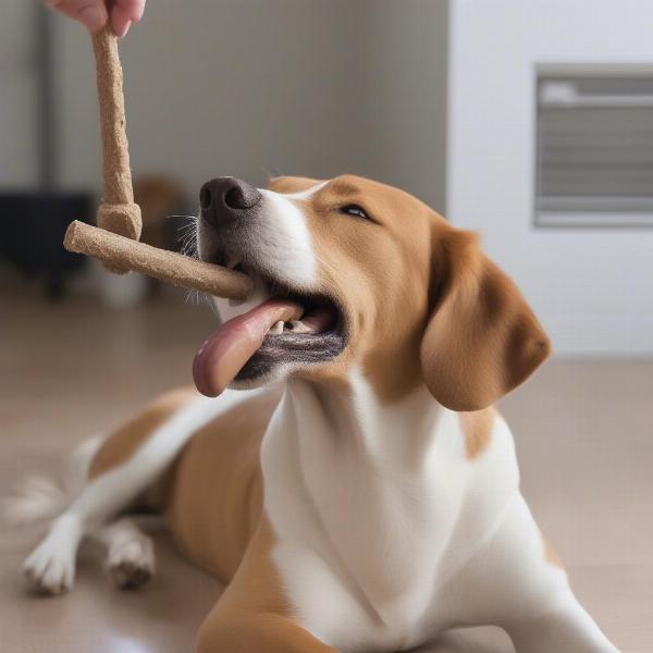 Dog Chewing Bully Stick Safely