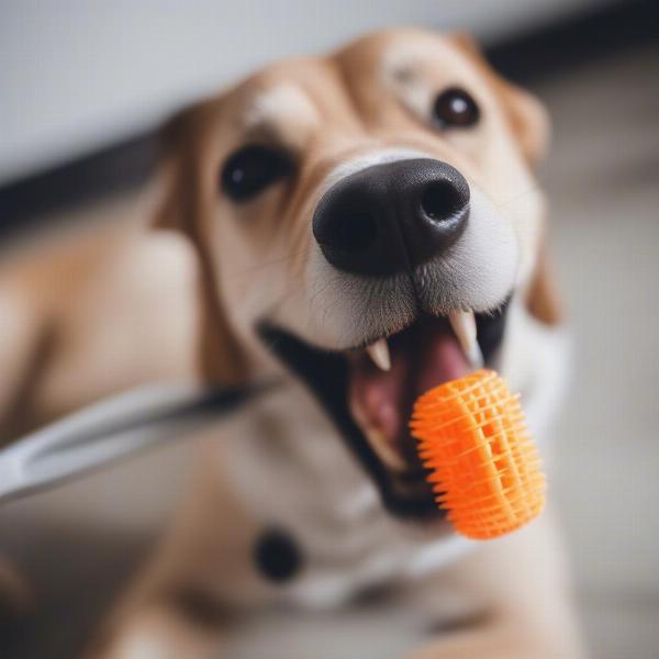 Dog Chewing a Dental Toy