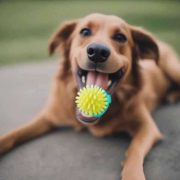 Dog Chewing Dental Toy