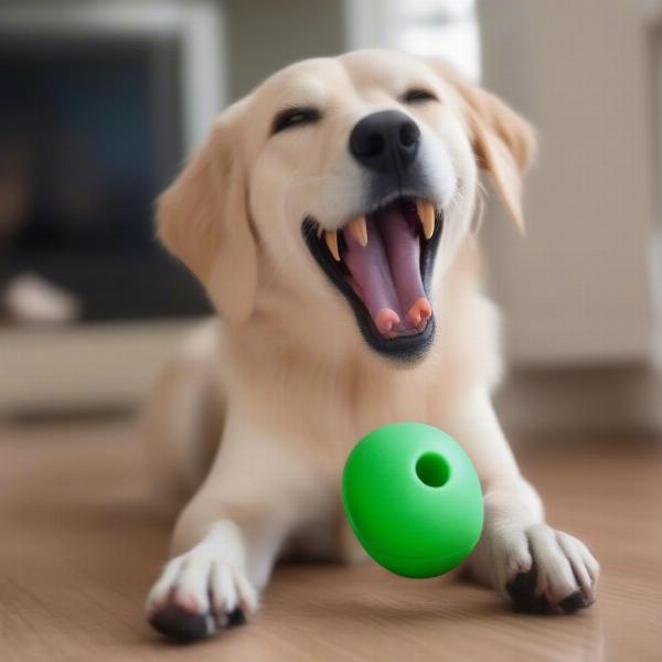 Dog chewing a safe toy