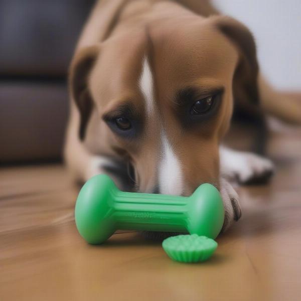 Dog chewing a toy