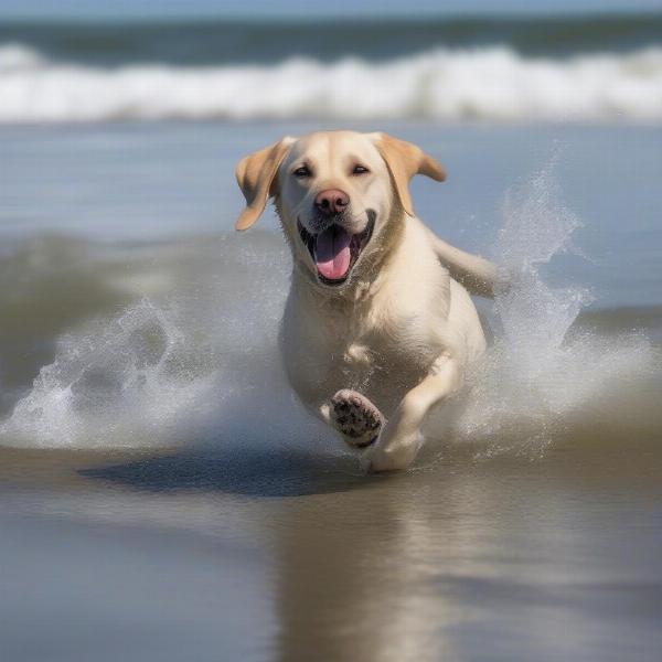 Dog Cooling Off in the Ocean at a Rhode Island Beach