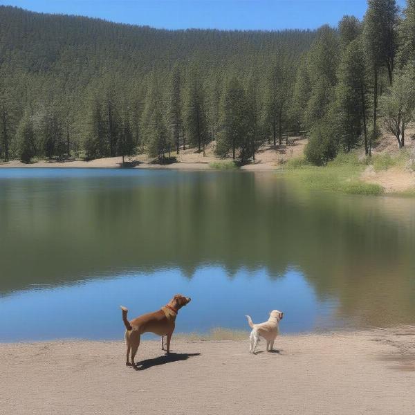 Dog-friendly area at Dog Creek Reservoir, Idaho