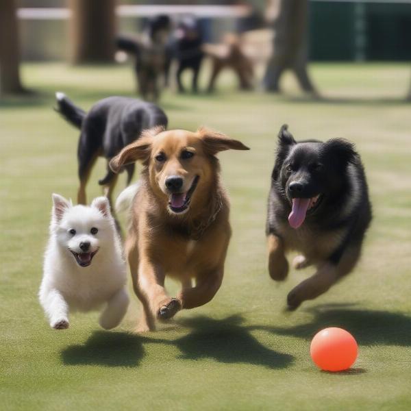 Dog Day Care Melbourne Florida: Play Groups