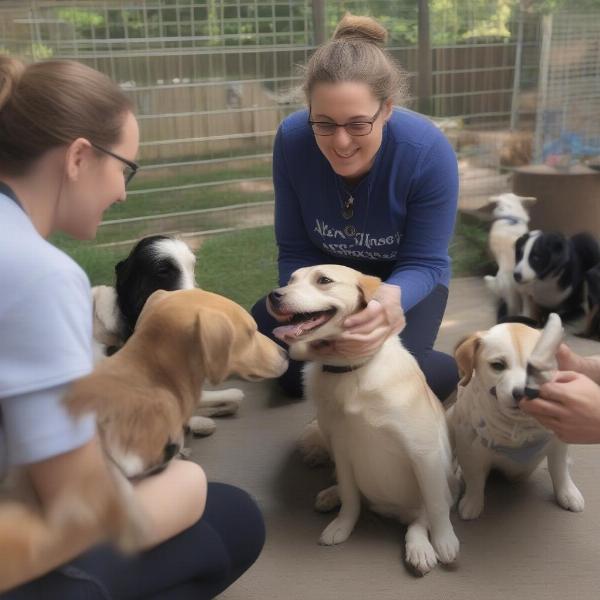 Dog daycare Chapel Hill staff interaction