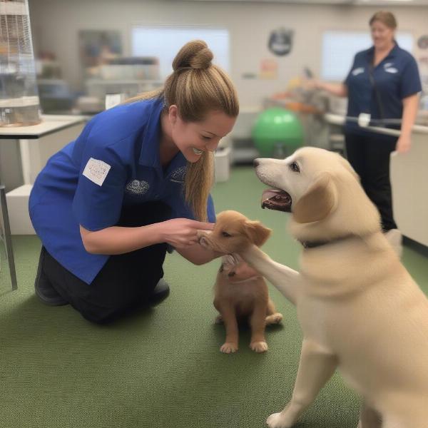 Dog Daycare Staff Interacting with Dogs in Chesapeake, VA