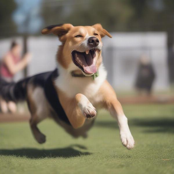 Happy Dog at Daycare in Kennesaw