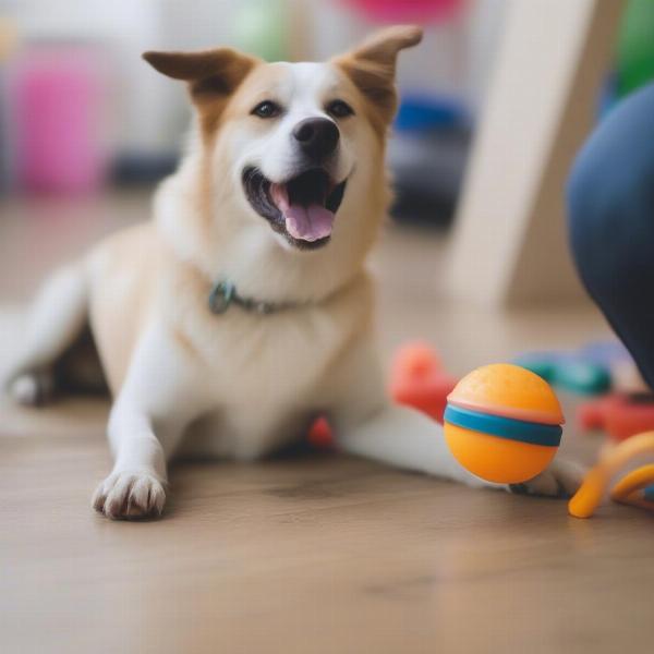 Happy dog at daycare