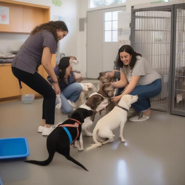 Caring Staff Interacting with Dogs at a North Hollywood Dog Daycare