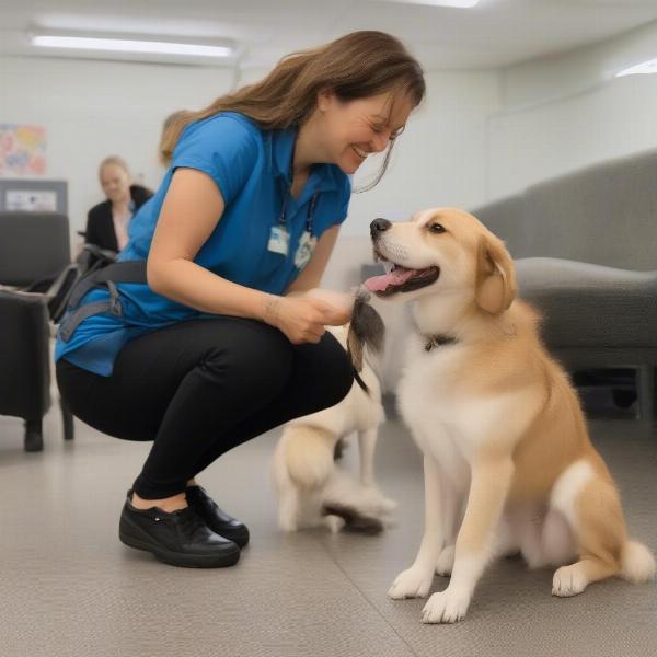 Dog Daycare Springfield VA: Staff Interacting with Dogs