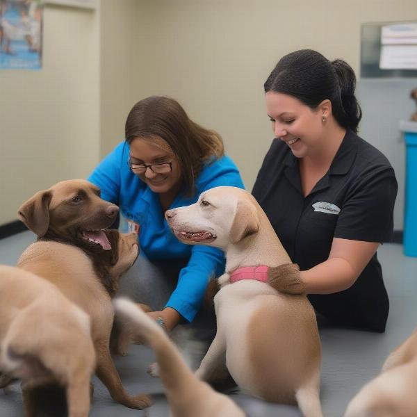 Caring Staff Interacting with Dogs at Daycare