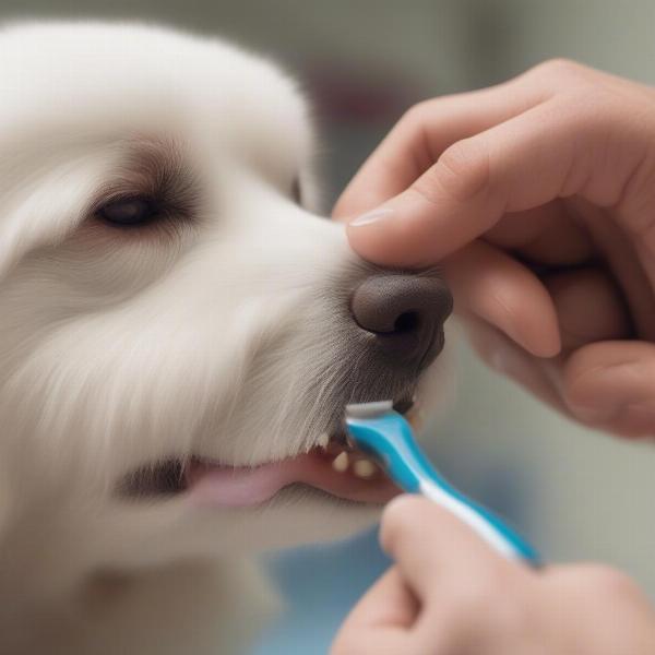 Dog Dental Finger Brush