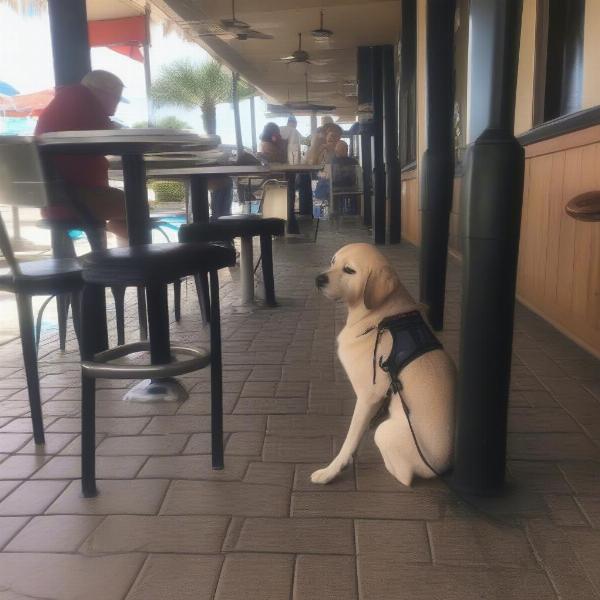 Dog dining etiquette in Daytona Beach