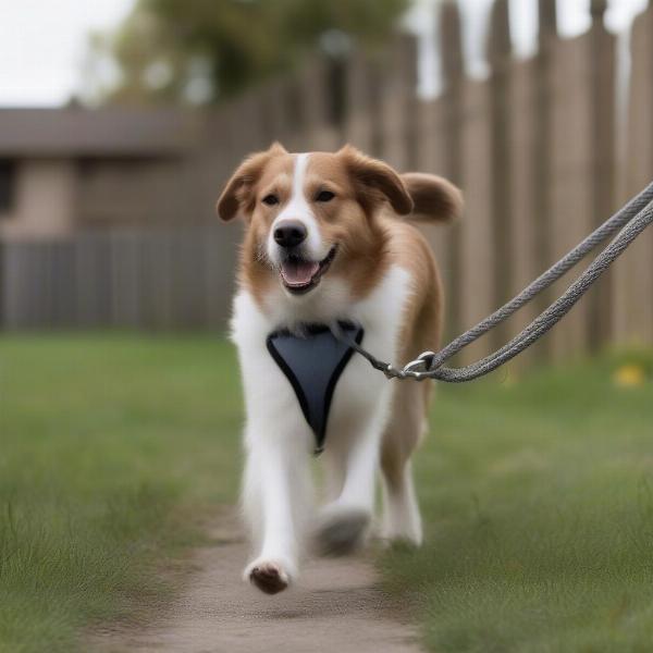 Dog Dragging Long Lead in Safe Environment