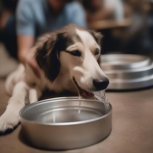 Dog Hydrating at Brewery