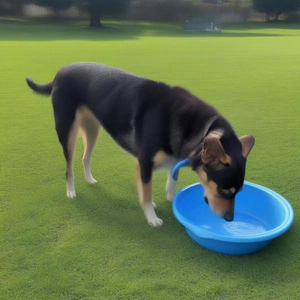 Dog drinking water from a bowl