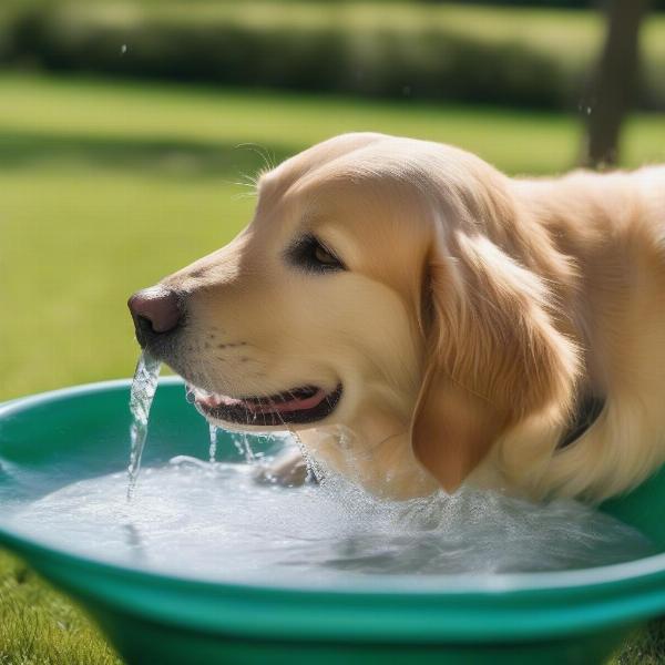 Dog Drinking Water in Summer