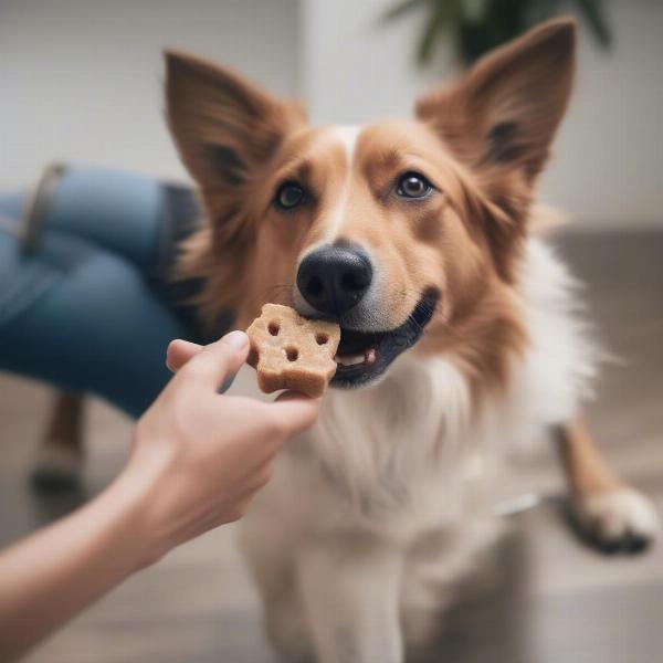 Dog Enjoying a CBD Treat