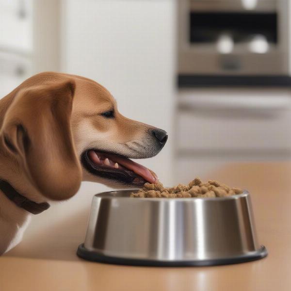 Dog Enjoying Purina Dog Chow