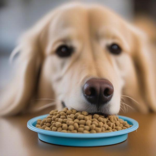 Dog Eating Food Designed to Reduce Shedding