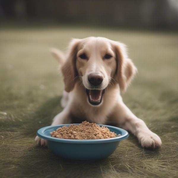 Dog Eating From Bowl