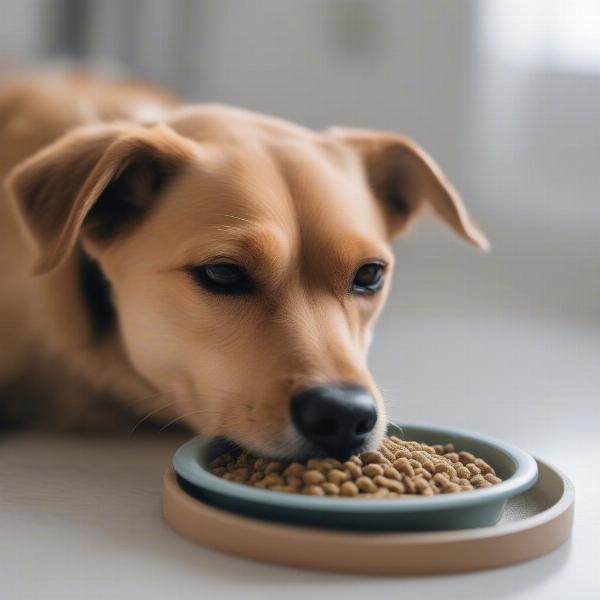 Dog enjoying kidney-friendly food