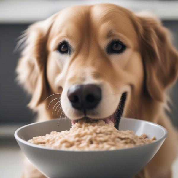 Dog enjoying a bowl of oatmeal