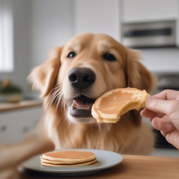 Dog Enjoying a Pancake