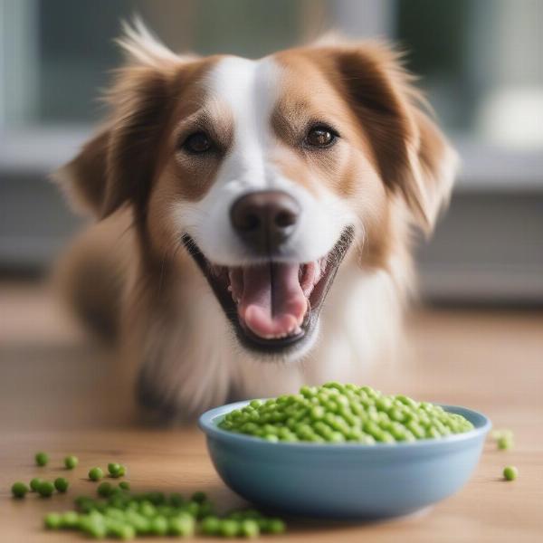 Dog Eating Pea-Free Food