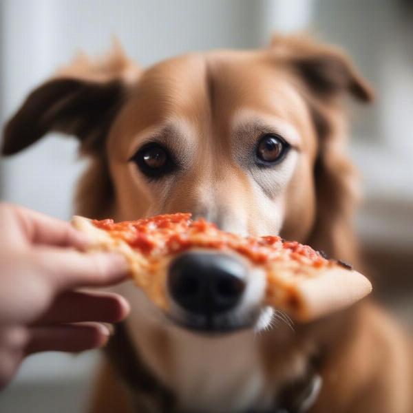 Dog Carefully Eating Pizza Crust