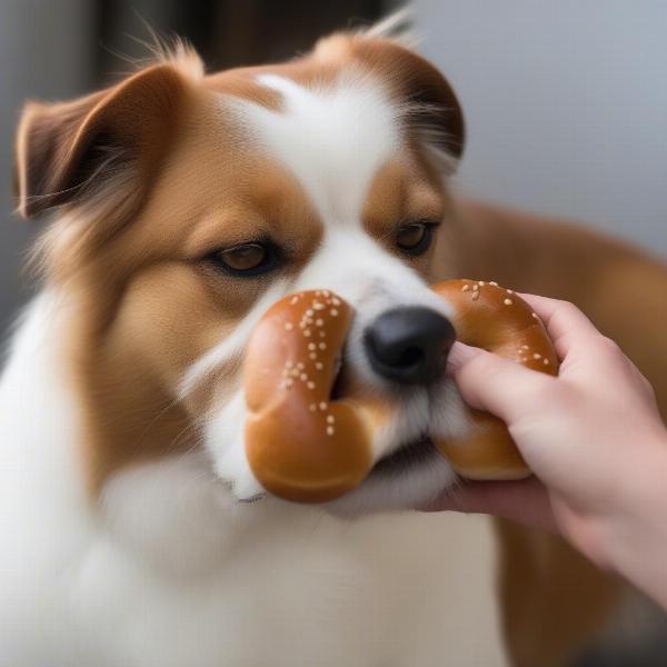 Dog cautiously eating a piece of pretzel bun