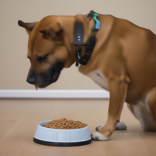 Dog Eating with a Bitenot Collar