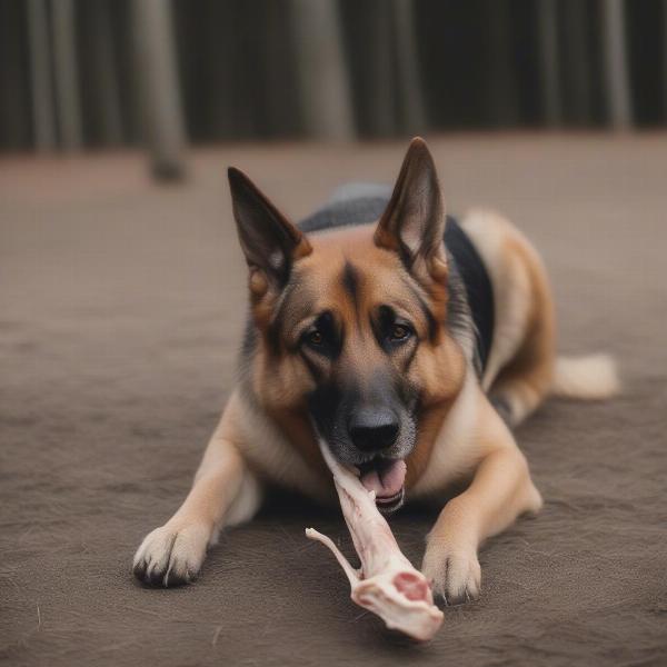 Dog enjoying a raw bone